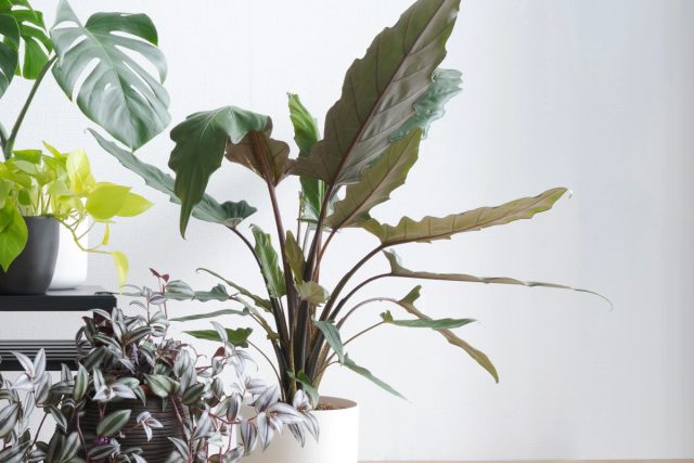 Алоказия лаутербахиана «Пурпл Сворд» (Alocasia lauterbachiana 'Purple Sword') Мечевидные листья алоказии Пурпл Сворд