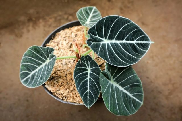 Алоказия реджинула «Блэк Вельвет» (Alocasia reginula 'Black Velvet') Бархатистая текстура листа алоказии Блэк Вельвет