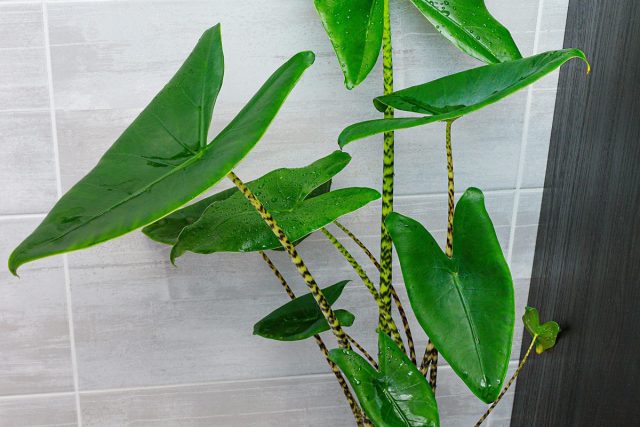 Алоказия зебрина (Alocasia zebrina) Полосатые черешки алоказии зебрины