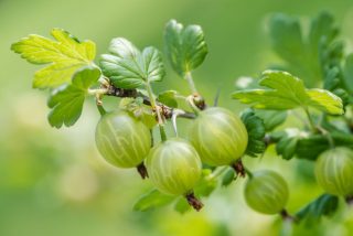 Крыжовник Уральский изумруд