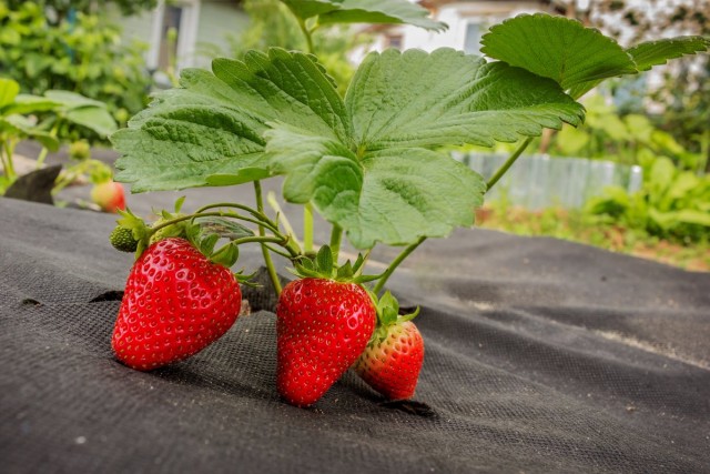9 эффективных материалов для мульчирования земляники садовой в открытом грунте