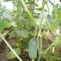 Огурец «Весна F1»