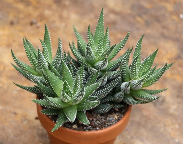 Для хавортии (Haworthia) поливы лучше проводить по самому краю горшка Метод полива хавортии по краю горшка