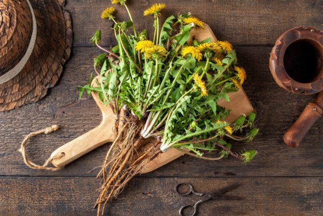 Одуванчик лекарственный (Taráxacum officinále) Одуванчик лекарственный (Taráxacum officinále)