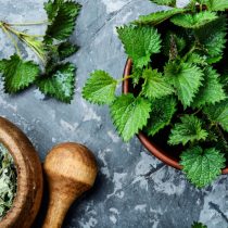 Крапива двудомная (Urtica dioica) Крапива двудомная (Urtica dioica)
