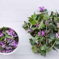Яснотка пурпуровая (Lamium purpureum) Яснотка пурпуровая (Lamium purpureum)