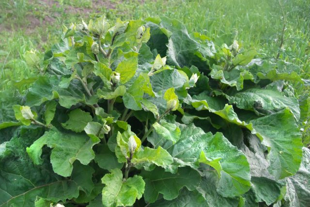 Лопух большой (Arctium lappa) Лопух большой (Arctium lappa)