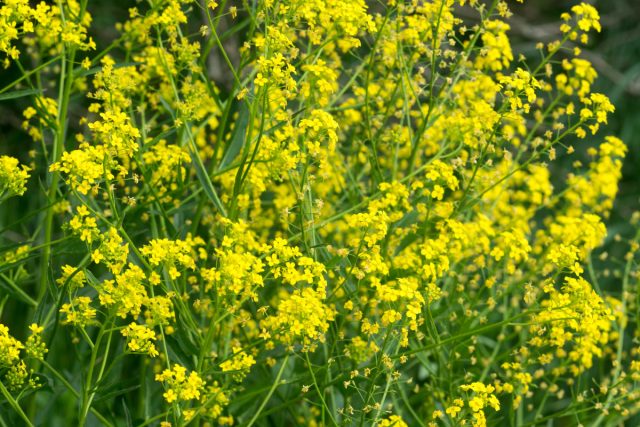 Свербига восточная (Bunias orientalis) Свербига восточная (Bunias orientalis)