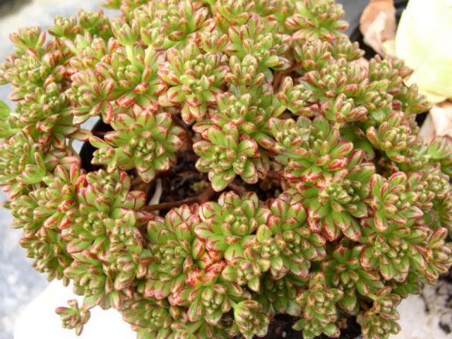 Аихризон очитколистный (Aichryson sedifolium) Аихризон очитколистный с характерными мясистыми листьями