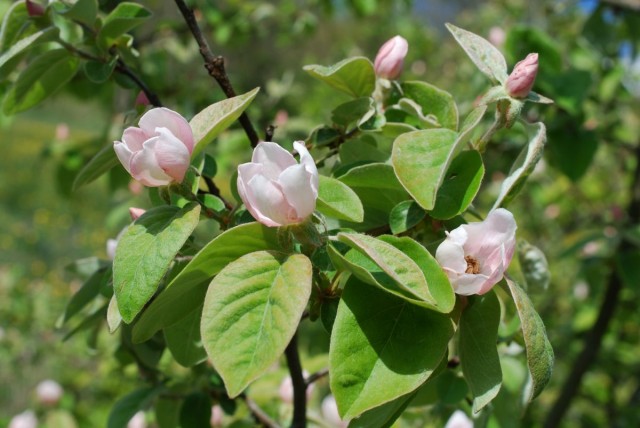 Behi gullari katta va och pushti rangda bo'lib, magnoliya gullarini biroz eslatadi. Behi gullari katta va och pushti rangda bo'lib, magnoliya gullarini biroz eslatadi.