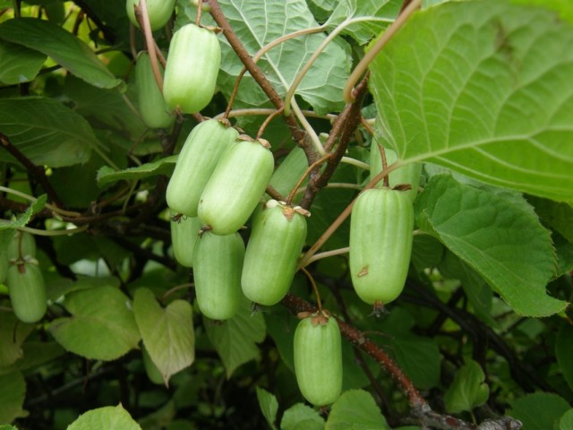 Правила выращивания актинидии с учетом зимостойкости сортов и условий посадки