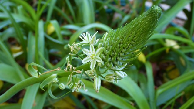 Альбука прицветниковая (Albuca bracteata) Цветение альбуки прицветниковой в домашних условиях