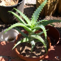 Алоэ древовидное (Aloe arborescens) Алоэ древовидное в горшке
