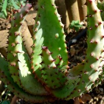 Алоэ Марлота (Aloe marlothii) Алоэ Марлота с шипами