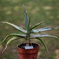 Алоэ реснитчатое (Aloe ciliaris) Алоэ реснитчатое