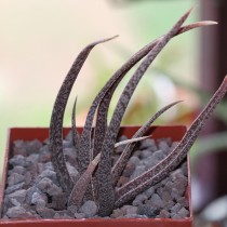 Алоэ белоцветковое (Aloe albiflora) Алоэ белоцветковое