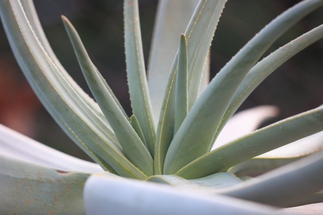 Алоэ дихотомическое (Aloe dichotoma) Алоэ дихотомическое