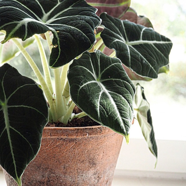 Alocasia Black Velvet с бархатистой текстурой листьев