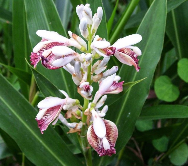 Цветение альпинии лекарственной (Alpinia officinarum) Детальный вид соцветия альпинии лекарственной