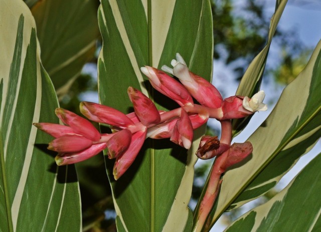 Альпиния ленточная (Alpinia vittata) Альпиния ленточная в интерьере
