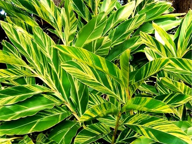 Альпиния церумбет (Alpinia zerumbet) Альпиния церумбет с поникающими соцветиями