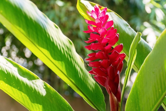 Альпиния пурпурная (Alpinia purpurata) Альпиния пурпурная с яркими прицветниками
