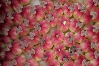 Женские цветки аморфофаллуса