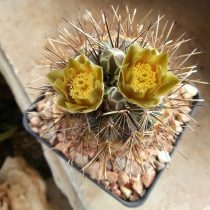 Ancistrocactus scheeri Үй коллекциясындағы Ancistrocactus scheeri