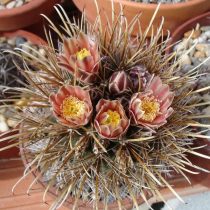 Ancistrocactus brevihamatus Ancistrocactus brevis-тің жақыннан түсірілген суреті