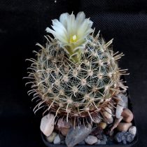 Ancistrocactus megarhizus Кәстрөлдегі Ancistrocactus macrorrhiza