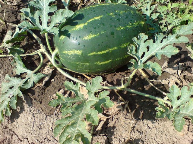Арбуз обыкновенный Citrullus lanatus в огороде