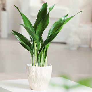 Аспидистра высокая (Aspidistra Elatior) Листья аспидистры высокой в интерьере