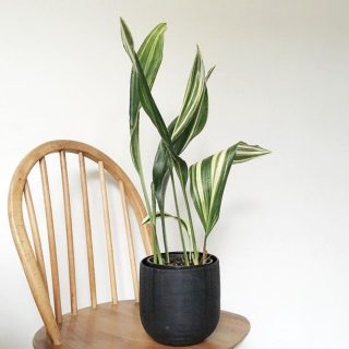 Аспидистра высокая (Aspidistra Elatior), сорт 'Variegata' Пестролистная форма аспидистры