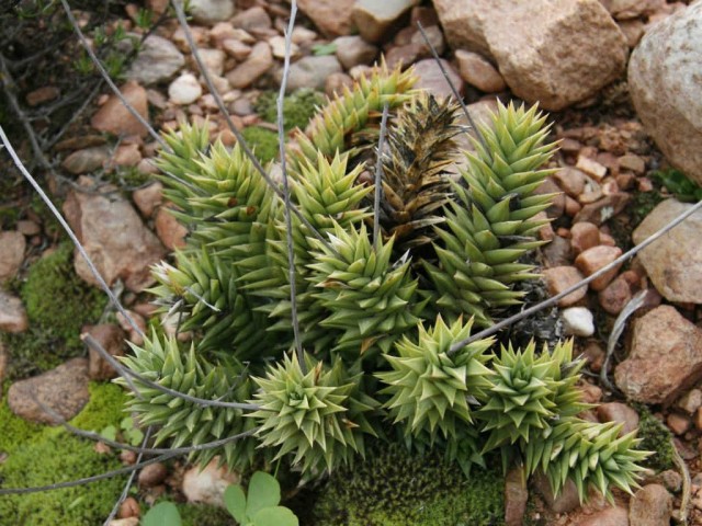 Астролоба спиральная (Astroloba spiralis) в естественных условиях обитания Астролоба спиральная в природной среде