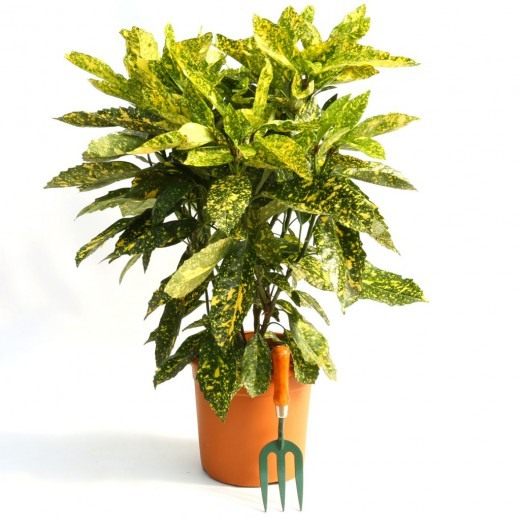 Взрослое растение аукубы японской сорта Crotonifolia с характерной пятнистой листвой