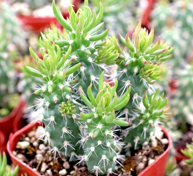 Аустроцилиндропунция шиловидная (Austrocylindropuntia subulata) Аустроцилиндропунция шиловидная в горшке