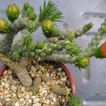 Аустроцилиндропунция Вершаффельта (Austrocylindropuntia verschaffeltii) Аустроцилиндропунция Вершаффельта