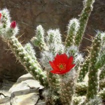 Аустроцилиндропунция покрытая (Austrocylindropuntia vestita) Аустроцилиндропунция покрытая с характерным опушением