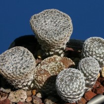 Аустроцилиндропунция булавовидная (Austrocylindropuntia clavarioides) Аустроцилиндропунция булавовидная