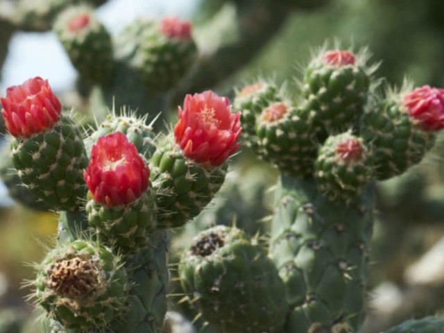 Аустроцилиндропунция цилиндрическая (Austrocylindropuntia cylindrica) Крупная аустроцилиндропунция цилиндрическая