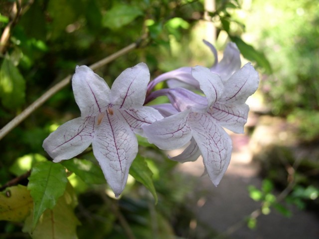 Молодое растение азистазии