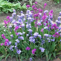Бабиана прямая (Babiana stricta) Бабиана прямая