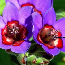 Бабиана красно-синяя (Babiana rubrocyanea) Бабиана красно-синяя