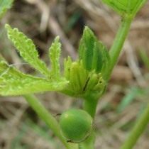 Бамия (Abelmoschus esculentus)