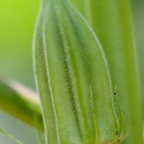 Бамия (Abelmoschus esculentus)