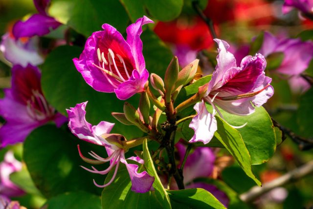 Bauhinia variegata va Bauhinia racemosa Bauhinia barglari va inflorescences
