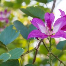 Bauhinia purpurea Binafsha bauhiniya toji
