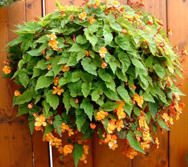 Бегония Сазерленда (Begonia sutherlandii) принадлежит к числу ампельных видов бегоний Ампельная форма бегонии Сазерленда