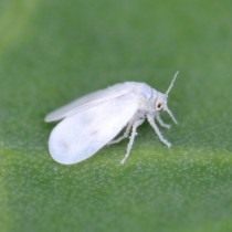 Капустная белокрылка (Aleyrodes proletella)