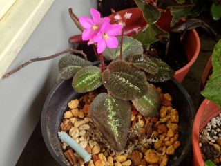 Бертолония пятнистая (Bertolonia maculata) Бертолония пятнистая в условиях флорариума